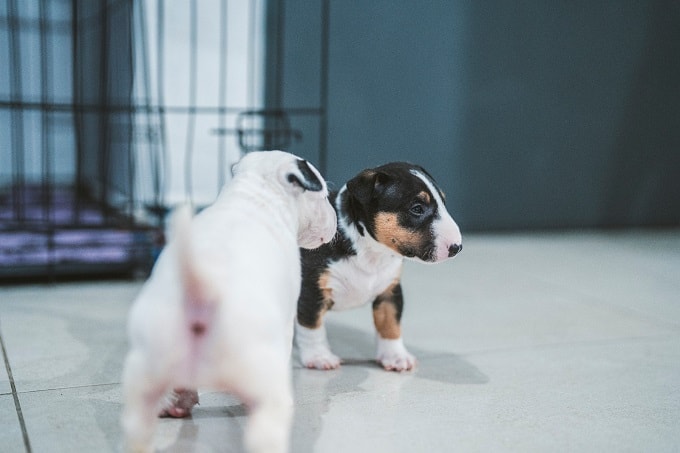 מיני בול טרייר גורים למכירה מיני בול טרייר גורים למכירה