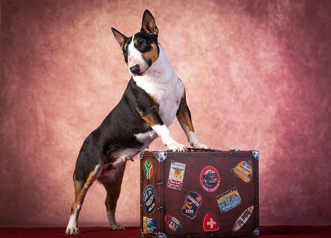 מיני בול טרייר עם מזוודה מיני בול טרייר עם מזוודה