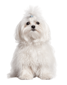 מלטז למכירה מלטז למכירה