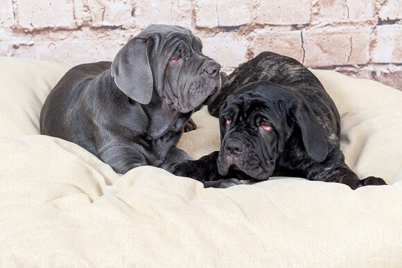 מסטינו נפוליטני למכירה מסטינו נפוליטני למכירה