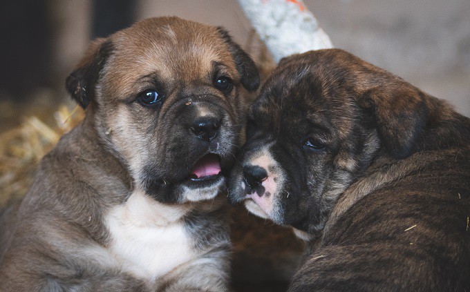 מסטיף ספרדי גורים מסטיף ספרדי גורים