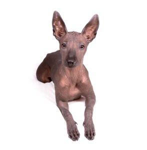 מקסיקני קירח למכירה מקסיקני קירח למכירה