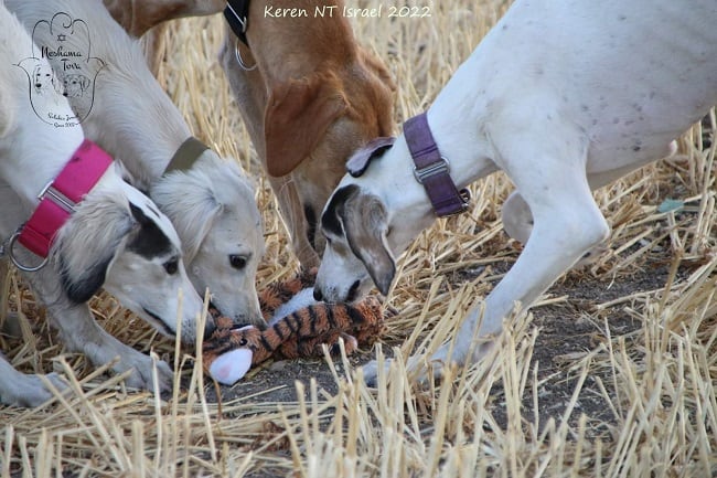 סאלוקי לבן משחק עם בובה סאלוקי לבן משחק עם בובה