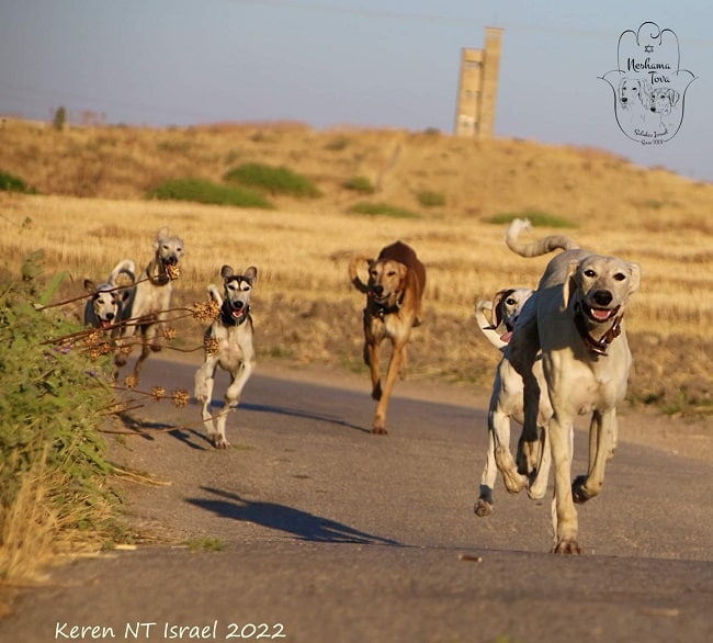 סאלוקי למכירה רצים ונהנים סאלוקי למכירה רצים ונהנים