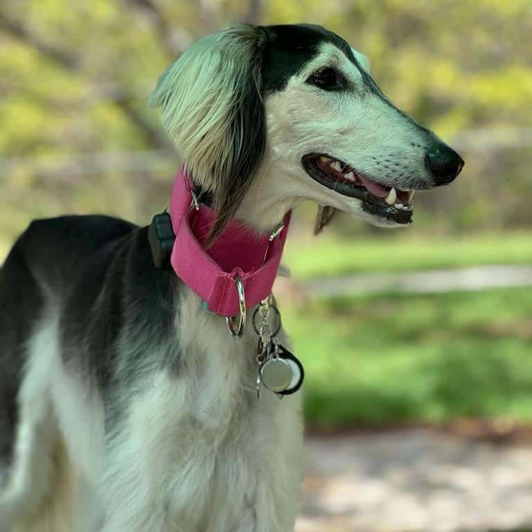 סאלוקי למכירה שחור לבן סאלוקי למכירה שחור לבן