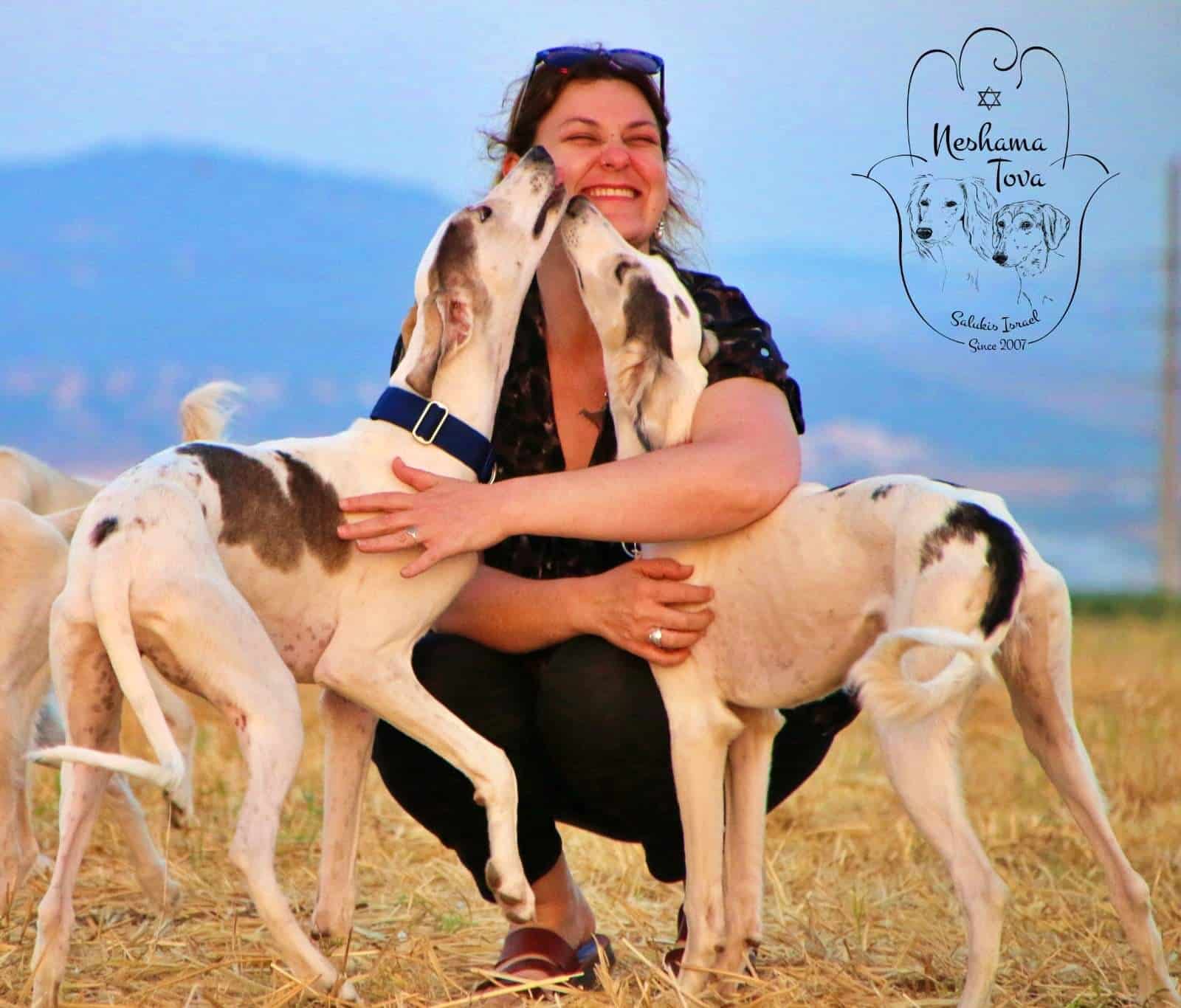 סאלוקי משחק עם אישה סאלוקי משחק עם אישה