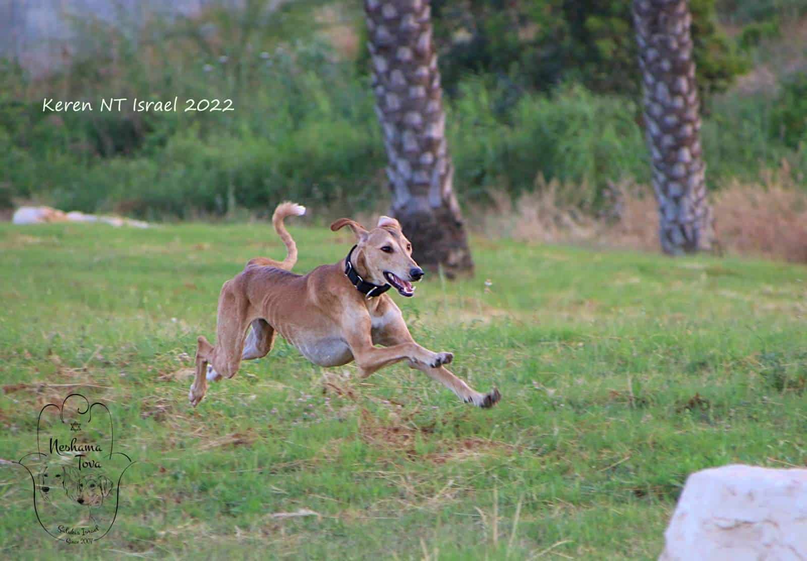 סאלוקי רץ בדשא סאלוקי רץ בדשא