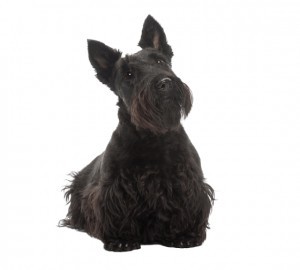 סקוטיש טרייר למכירה סקוטיש טרייר למכירה