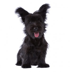 סקיי טרייר למכירה סקיי טרייר למכירה