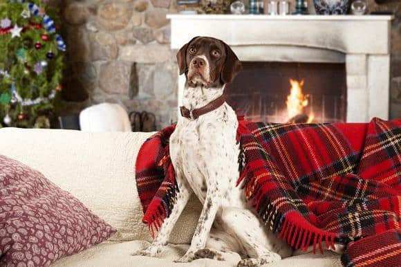 פוינטר אנגלי למכירה פוינטר אנגלי למכירה