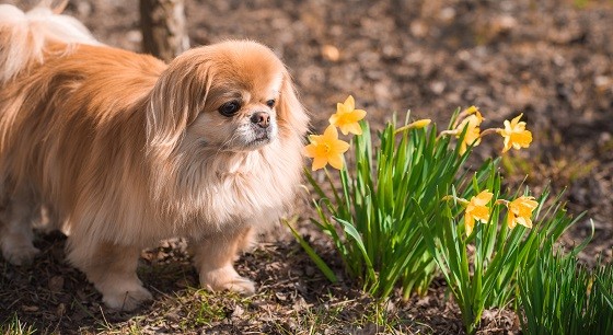 פקינז למכירה פקינז למכירה