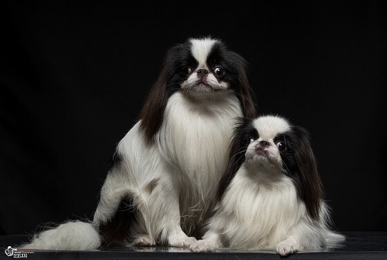 צ'ין יפני גורים צ'ין יפני גורים
