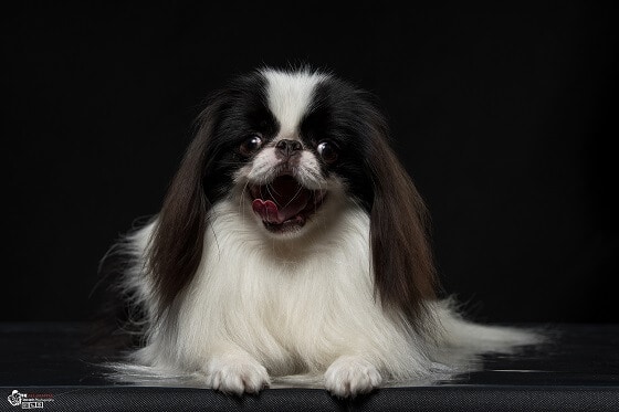 צ'ין יפני למכירה צ'ין יפני למכירה