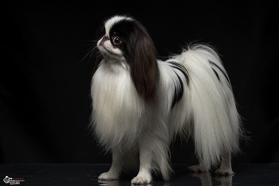 צ'ין יפני צ'ין יפני