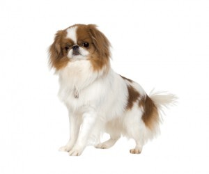 צ'ין יפני למכירה צ'ין יפני למכירה