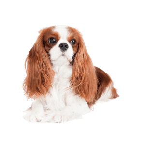 קבליר קינג צ'ארלס ספנייל קבליר קינג צ'ארלס ספנייל