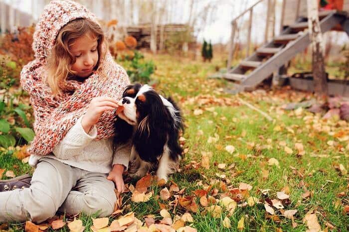 קבליר קינג צ'ארלס ספנייל - בדשא קבליר קינג צ'ארלס ספנייל - בדשא