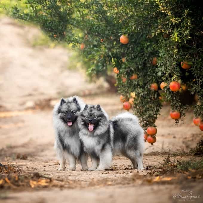 קיסהונד גזעי למכירה קיסהונד גזעי למכירה