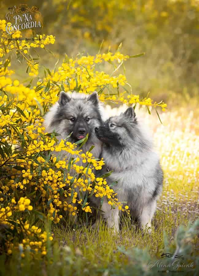 כלב גזעי משחק בדשא כלב גזעי משחק בדשא