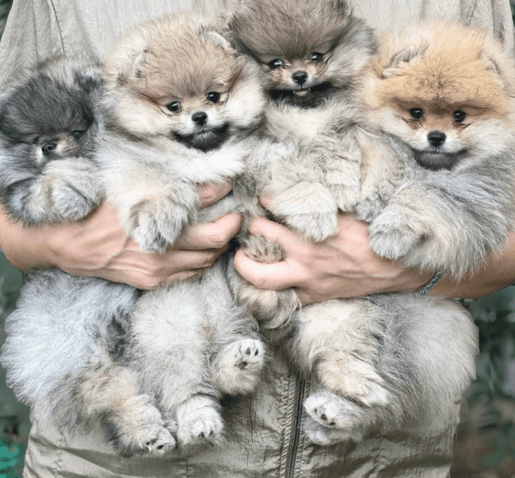 קיסהונד גזעי גורים למכירה קיסהונד גזעי גורים למכירה