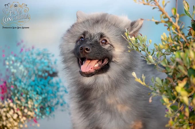 קיסהונד גזעי עם רקע כחול קיסהונד גזעי עם רקע כחול