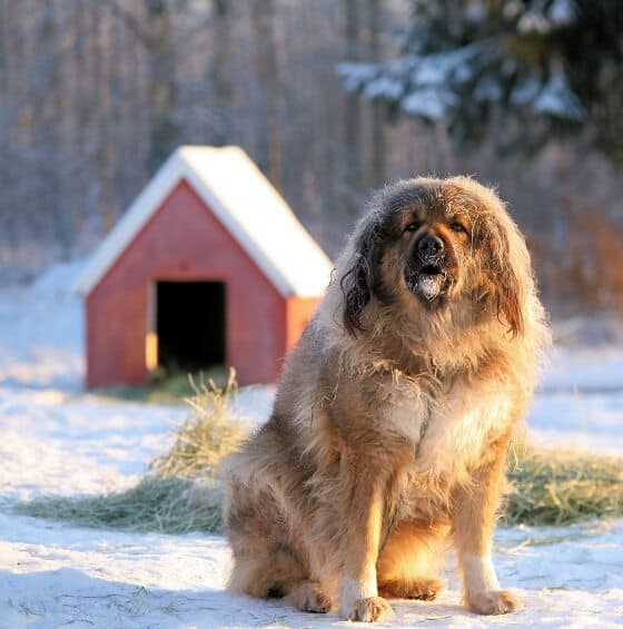 רועה קווקאזי בשלג  רועה קווקאזי בשלג