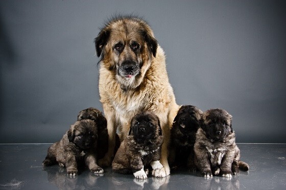 רועה קווקאזי עם גורים רועה קווקאזי עם גורים