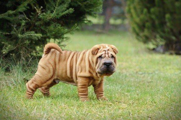שארפיי Shar Pei למכירה שארפיי Shar Pei למכירה