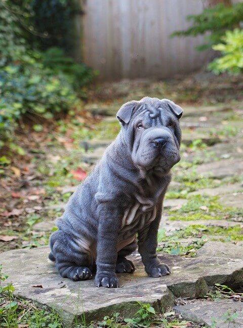 שארפיי מסטיף מולוסר למכירה שארפיי מסטיף מולוסר למכירה