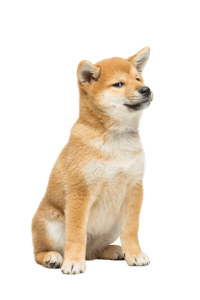 שיבה אינו Shiba Inu שיבה אינו Shiba Inu