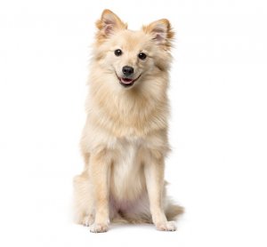 שפיץ גרמני שפיץ גרמני