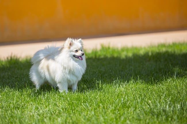 שפיץ גרמני משחק בדשא שפיץ גרמני משחק בדשא