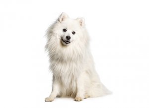 שפיץ יפני שפיץ יפני