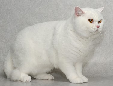 חתול בריטי קצר שיער למכירה