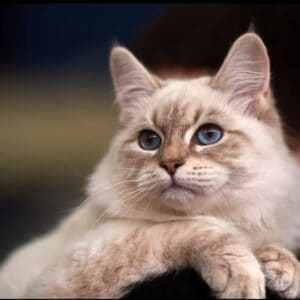 חתול סיבירי עיניים יפות