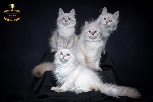 שלושה חתולים סיבירים