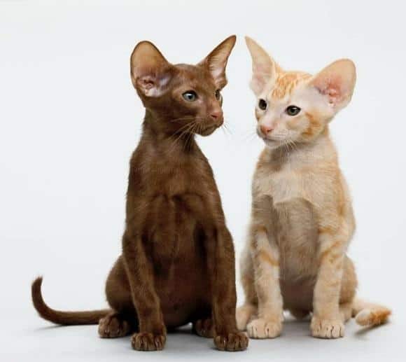 אוריינטלי קצר שיער גורים אוריינטלי קצר שיער גורים