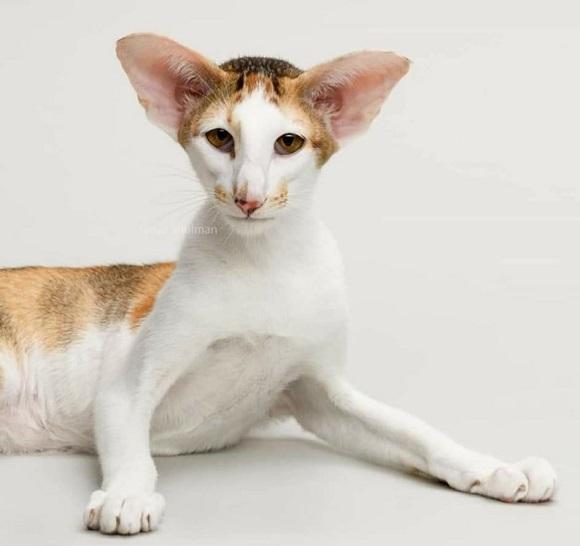 אוריינטלי קצר שיער למכירה אוריינטלי קצר שיער למכירה