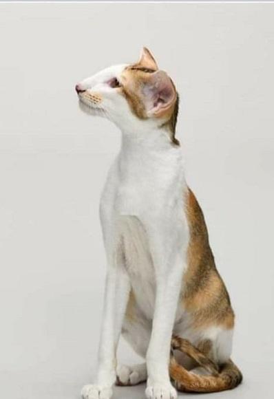 אוריינטלי קצר שיער אוריינטלי קצר שיער