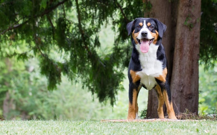 אנטלבוכר זננהונד שחור למכירה אנטלבוכר זננהונד שחור למכירה