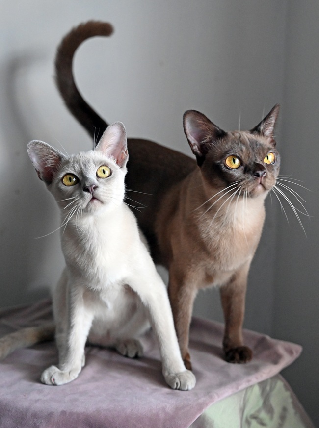 בורמזי אירופאי