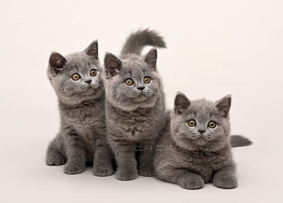 גורים של חתול בריטי קצר שיער גורים של חתול בריטי קצר שיער