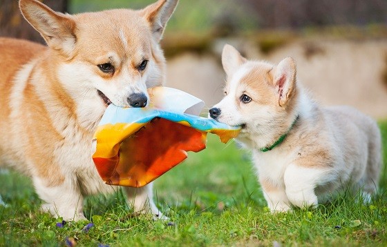וולש קורגי פמברוק משחקים בדשא וולש קורגי פמברוק משחקים בדשא