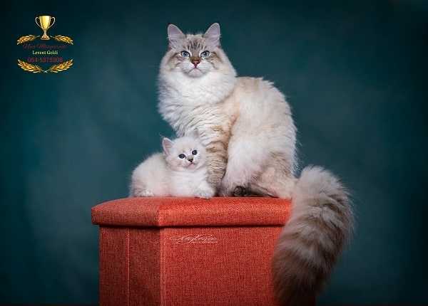 חתול סיבירי זוכה פרס