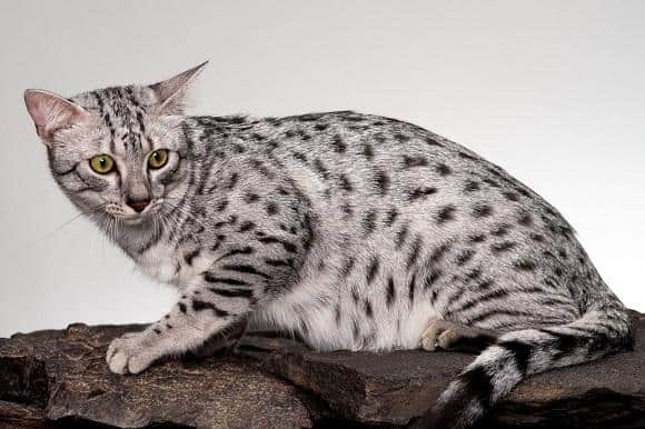 מאו מצרי לרכישה