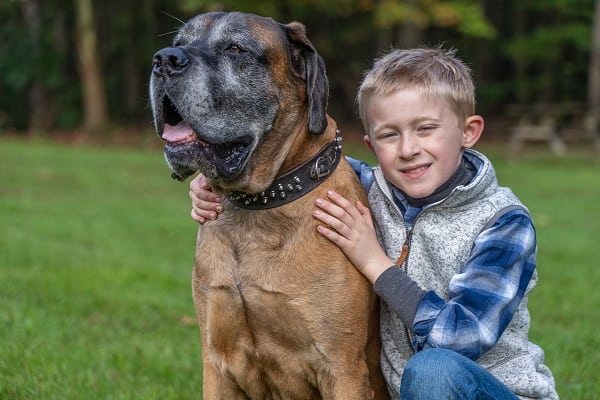 מסטיף אנגלי משחק עם ילד מסטיף אנגלי משחק עם ילד