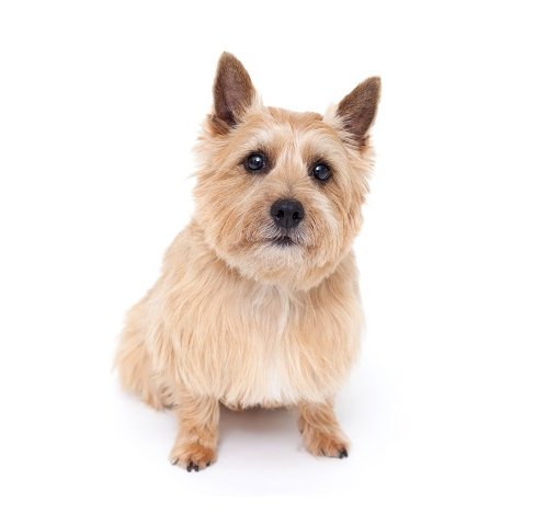 נוריץ’ טרייר