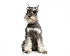 שנאוצר ננסי שנאוצר ננסי