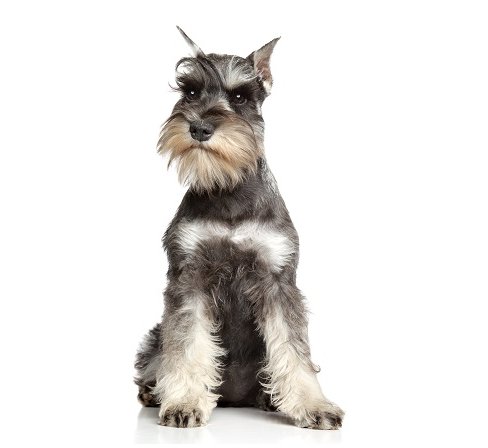 שנאוצר ננסי