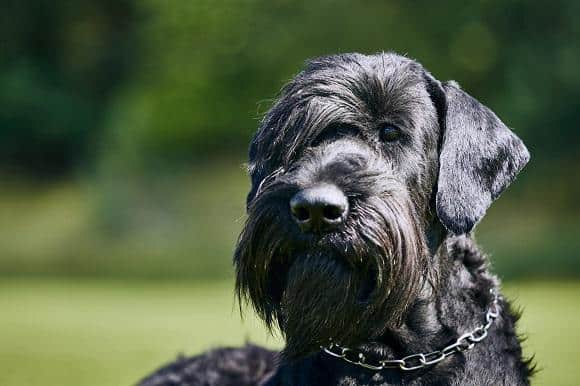 שנאוצר ענק לרכישה שנאוצר ענק לרכישה